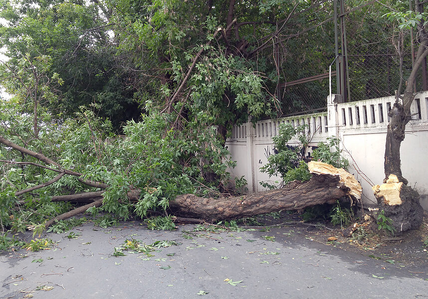 tree fell on the road